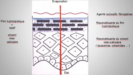 AGENTS HYDRATANTS