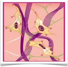 STRUCTURE GENERALE